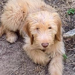 Goldendoodles from Faye Faye's Golden Doodles