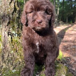 Reno - Chocolate male Goldendoodle puppy in New Ringgold, Pennsylvania from Hawk Mountain Doodles