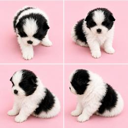 Strawberry - Black parti female Pomeranian puppy in Middlefield, Ohio from Twice The Love Pomeranians