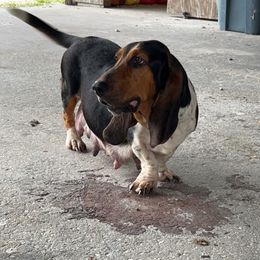 Daisy - Basset Hound