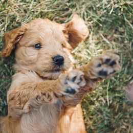 Bernedoodle and Goldendoodle Puppies from Lings Legacy Doodles