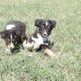Johnny - Black tri male Miniature Australian Shepherd puppy in Elkhart, Texas from Donaldson Dogz