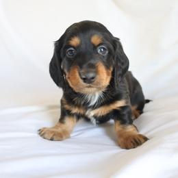 Toby - Black and tan male Dachshund puppy in Fredericksburg, Ohio from William's Dachshunds