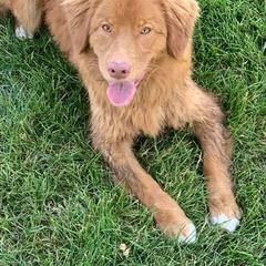 Border Collie and Nova Scotia Duck Tolling Retriever All Grown Up from Avatar