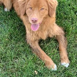 Border Collie and Nova Scotia Duck Tolling Retriever All Grown Up from Avatar