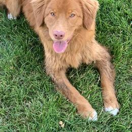 Border Collie and Nova Scotia Duck Tolling Retriever All Grown Up from Avatar