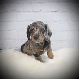 Dachshund Puppies from Dixon Dachshunds