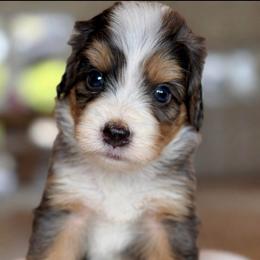 Sean - green collar - Tri-color male Bernedoodle puppy in Yuciapa, California from AlltheDoodlez_