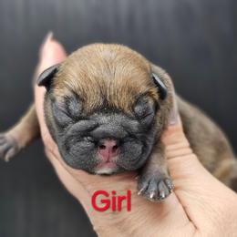 Boujee - Fawn female French Bulldog puppy in Overland Park, Kansas from Simply Kind Frenchies