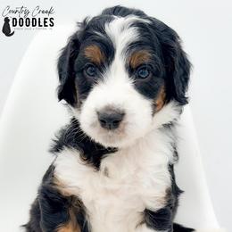 D'Angelo - male Australian Mountain Doodle puppy in Tipton, Indiana from Country Creek Doodles