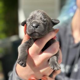 Strawberry - Gray female Cane Corso puppy in Lusby, Maryland from Coastal View Kennels