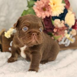 Blue collar - Liver male French Bulldog puppy in Jefferson City, Missouri from Central Frenchie Haven