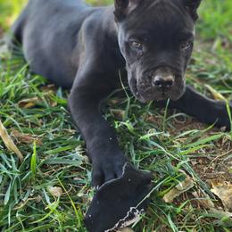 Cane Corso Puppies from JSM Corsos