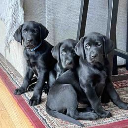 Labrador Retriever Puppies from Branley's Riverside Labradors