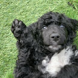 Poodle Puppies from Forest City Standards