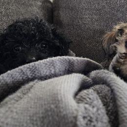 Maltipoo Puppies from Fasnacht Fuzzy Maltipoos LLC
