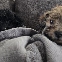 Maltipoo Puppies from Fasnacht Fuzzy Maltipoos LLC