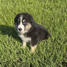 Boy 7 - Black tri-color male Australian Shepherd puppy in Lakeland, Florida from Diamond P Australian Shepherds