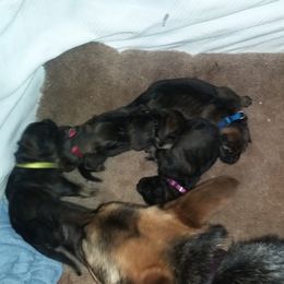 German Shepherd Puppies from Guamany K9 Vomhaus