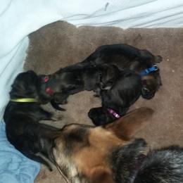 German Shepherd Puppies from Guamany K9 Vomhaus