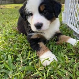Miniature Australian Shepherd Puppies from Duncan’s Miniature Australian Shepherds