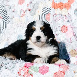 Bernedoodle and Schnoodle Puppies from Grand Lake Poodles & Doodles