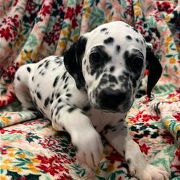 Baby Ruth - White and black female Dalmatian puppy in Austin, Texas from Dazzling Dalz