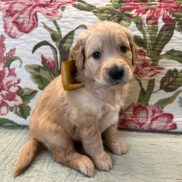 Gemma - Cream female Goldendoodle puppy in The Woodlands, Texas from Gracie's Goldendoodles and Bernedoodles