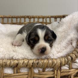 Blue Merle Male 4 - Blue merle male Miniature Australian Shepherd puppy in Stuart, Virginia from Apple Tree Mini Aussies