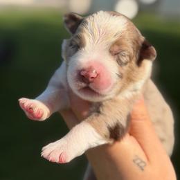 Roxy AKC - Red merle female Australian Shepherd puppy in Polk City, Florida from Skaky Shepherds