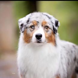 Lennox - Australian Shepherd