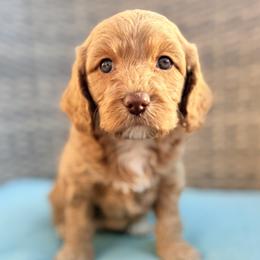 Maxine - Apricot female Goldendoodle puppy in Twin Falls, Idaho from Magic Valley Family Doodles