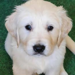 Golden Retriever Puppies from Bear Ridge Kennels