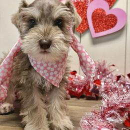 Kitt - Liver female Miniature Schnauzer puppy in Huntington, Utah from Schnauzers on Robinson Lane