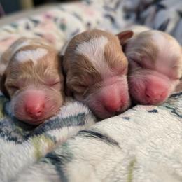 White 2 - Blenheim female Cavapoo puppy in Truckee, California from Heavenly Goldendoodles