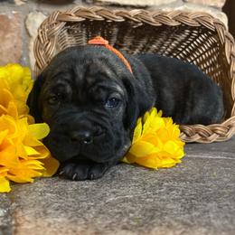 Orange collar - Chestnut brindle male Cane Corso puppy in Tucson, Arizona from Cane Corso Friends