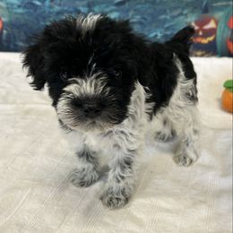 Black Parti Female - Parti female Miniature Schnauzer puppy in Clover, South Carolina from Bobo’s Babies Kennels