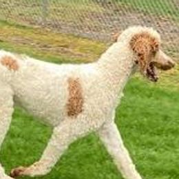 Golden Retrievers, Irish Setters, and Poodles from Plumcreek Acres