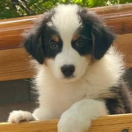 Pip - Black tri-color male Australian Shepherd puppy in Martha’s Vineyard, Massachusetts from Cranberry Hill Aussies