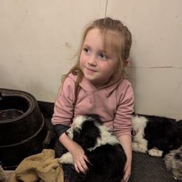 Australian Shepherd and Great Dane Puppies from AEW Farm