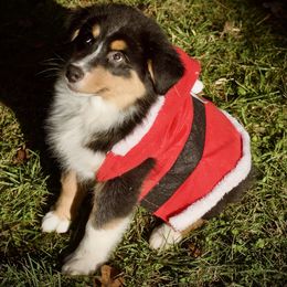 Onyx - Black tri-color male Australian Shepherd puppy in Trail, Oregon from Stapp's Australian Shepherds