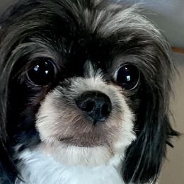 Inna - Shih Tzu