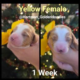 Yellow - Apricot female Goldendoodle puppy in Upland, California from Hartman Goldendoodles
