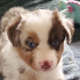 Nutmeg - Red merle male Australian Shepherd puppy in Cottage Grove, Oregon from Farmstead Aussies