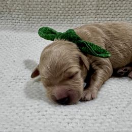 Green Boy - Apricot male Goldendoodle puppy in Lebanon, Pennsylvania from Homespundoodles