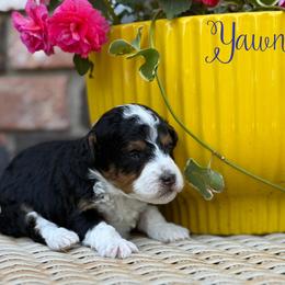 Yawnie - Black tri-color female Aussiedoodle puppy in Henry, Illinois from Rowe Farms Doodles