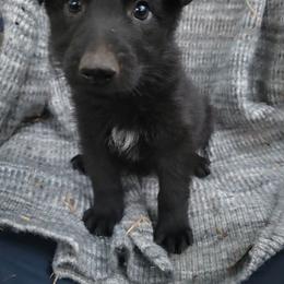 Red Collar Male - Black male German Shepherd puppy in Cadet, Missouri from Working Valley Shepherds