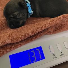 Standard Schnauzer Puppies from Songbird Standard Schnauzers