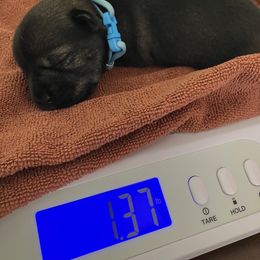 Standard Schnauzer Puppies from Songbird Standard Schnauzers