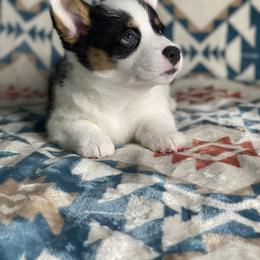 Stella - Black and tan female Pembroke Welsh Corgi puppy in Rosharon, Texas from Morning Glory Corgis